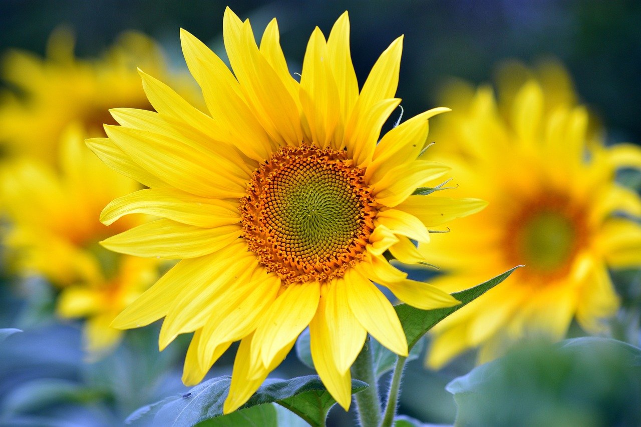 sunflowers 8351807 1280